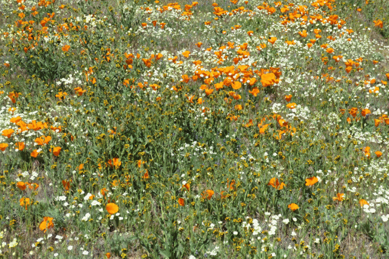 Garden with orange and white flowers